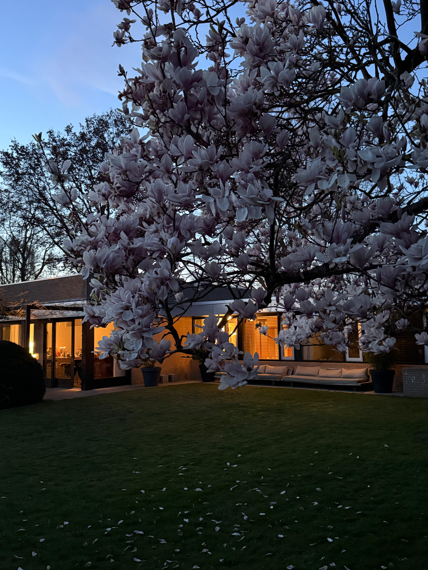 Magnolia in bloom at dusk above the B13 garden elevation